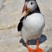puffin_atlantic_msi_v_1015_can2044.jpg